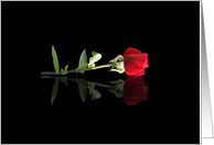 Missing You SIngle Red Rose Pretty Flower Missing You card