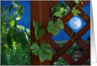 grapevine on lattice with full moon, blank note card