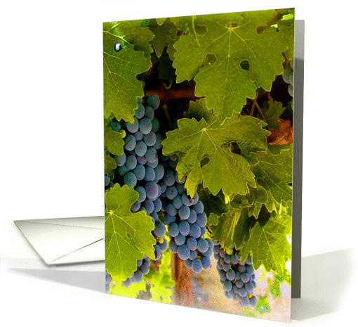 Thank You Wine Grapes Vineyard card (642788)