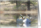 annoucement of elopement, swan couple card