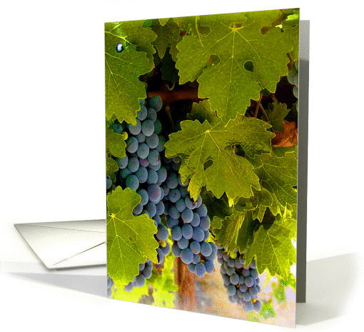 Purple grapes & Grapevine, blank note card (653820)