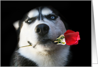 Beautiful Blue Eyed Husky Dog Holding a Rose Valentine’s Day card