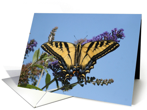 Thank you Butterfly card (679335)