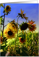 Sunflower and Blue Sky Thank You card