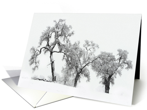 Oak Trees in Snow card (694653)