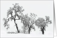 Oak Trees in Snow card