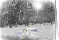 Swans in Lake and Snow Christmas card