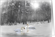 Swans in Lake and Snow Christmas Holiday card