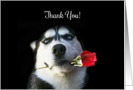 Siberian Husky with Rose Thank You card