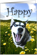 Happy Birthday Husky dog card