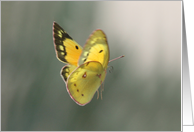 Yellow Flying Butterfly Thank You for the Sympathy, Kindness, Support card