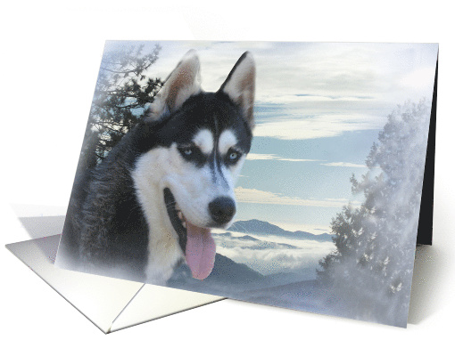 Siberian Husky Season's Greeting Snow Husky Dog Holiday card (715787)