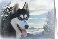 Siberian Husky Season’s Greeting Snow Husky Dog Holiday card