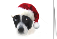 Puppy with Santa Hat and Sad Eyes Cute card