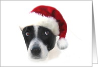 Puppy Sad Eyes Miss You Christmas Holiday card