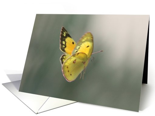 Thank you butterfly card (716835)