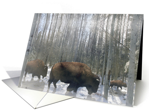 Season's Greetings Buffalo in Snow card (729581)