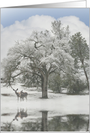 Christmas Deer and Oak Tree Winter Scene card