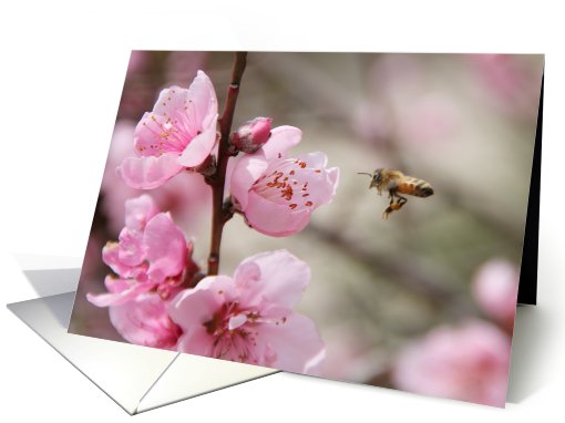 bee and flower thank you card (796753)