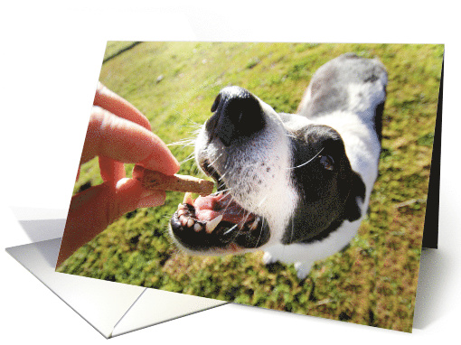 Super Cute Dog and Bone Pet Sitting Thank You card (796757)