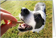 Super Cute Dog and Bone Pet Sitting Thank You Card