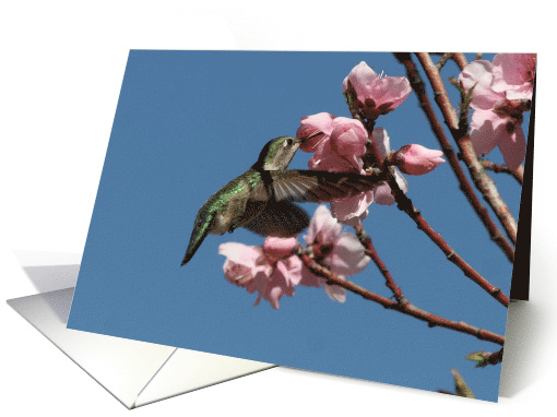 Humming Bird and Pink Flowers, Blooms, Happy Birthday card (818805)