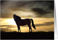 Horse Silhouette...