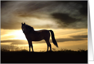 Horse Silhouette Sympathy card