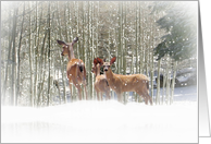 Christmas Deer Family in the Snow Seasons Greetings card