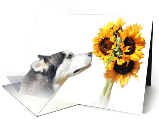 Husky and Sunflowers Thank You card (919201)