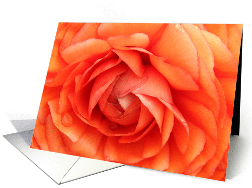 flower blank note card (920747)