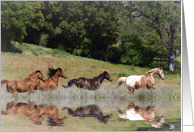 horses running free blank note card