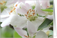 Flower Happy Birthday card