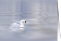 Lone Swan Sympathy