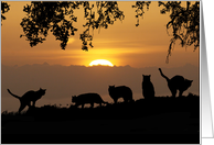 Cats in the Sunset...