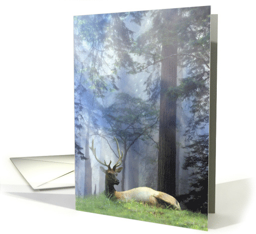 Happy Birthday Beautiful Elk, Wildlife in Forest card (944117)