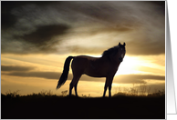 Horse Sympathy, Equine Condolences, Loss of Horse card