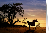 Loss of Horse Oak Tree and Sunset card