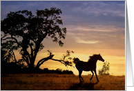 Thinking of you Sunset and Horse Running in Pasture card