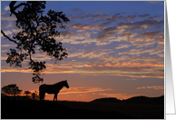 Thank you for Your Sympathy,Condolences Horse In Sunset card