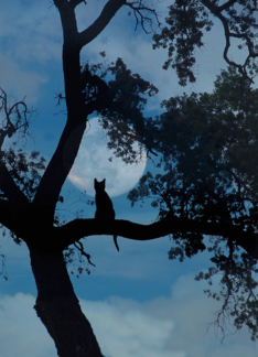 Cat and Moon Deepest...