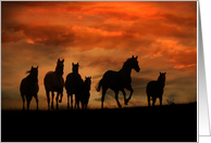 Very Cool Wild Horse Herd of Horses Birthday card