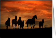 Wild Herd of Horses Birthday, Wild Horses, Free Horses card