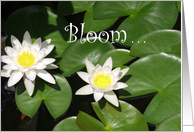Bloom Where You Are card