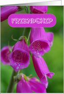 Friendship Pink Belle Flower card