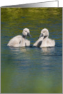 Cute Baby Swans Birthday Wishes card