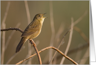 Bird Singing at Dawn Birthday Card