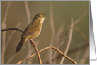Bird Singing at Dawn Birthday Card