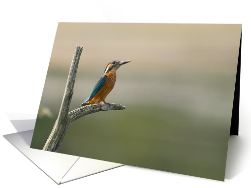 The Watchful Kingfisher Birthday Greetings card (495663)