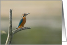 The Watchful Kingfisher Birthday Greetings card